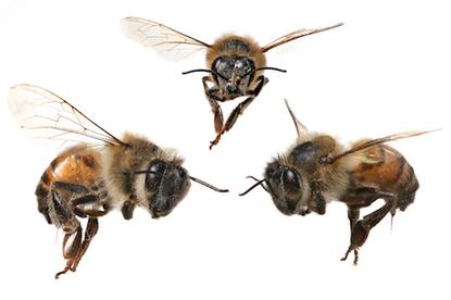 Honey Bees