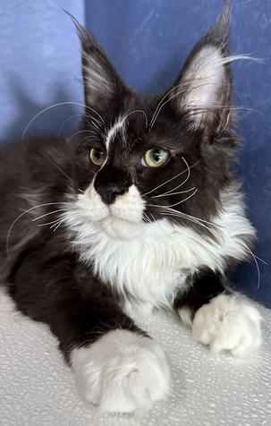 Maine Coon Kittens