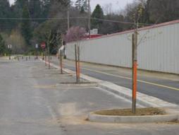El Dorado Trail Native Shade Tree Project by Bill & Eileen Crim