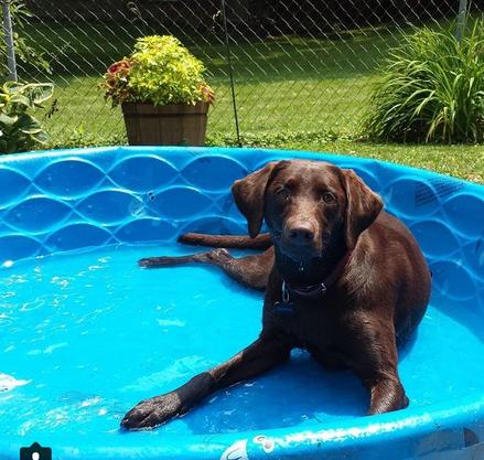 how to potty train a lab puppy