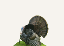 Hunting Turkey North Carolina