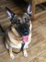 K9 Hero Haven Retired Working Dog Non-Profit