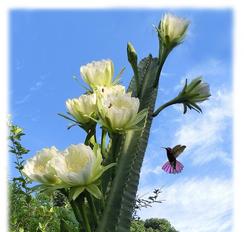 "Barney's Humming Bird Garden Negril Jamaica - Tropical Oasis"