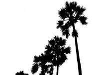 Palm trees in Los Angeles