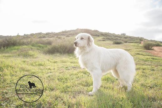 do great pyrenees have 6 toes