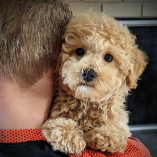 #poochon #bichpoo #bichoodle #puppiesforsale #puppiesforsalenearme #hypoallergenic #cutepuppy #nonshedding #dog #doglovers