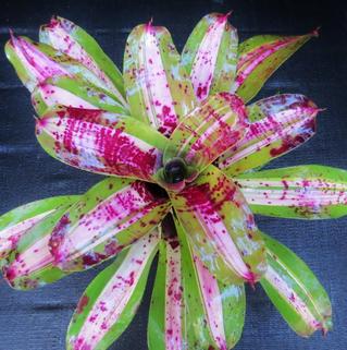 Lipstick Bromeliad at the Bromeliad Island Garden