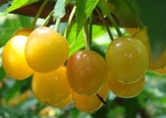 Cherry vàng, cherry Mỹ, hoa quả nhập khẩu tại hà nội