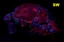 BARYTE w/fluorescent CERUSSITE crystals - Mibladen Morocco