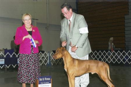 Rhodesian Ridgeback Puppy - Gusto