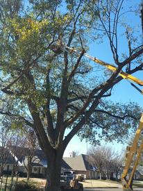 tree trimming okc