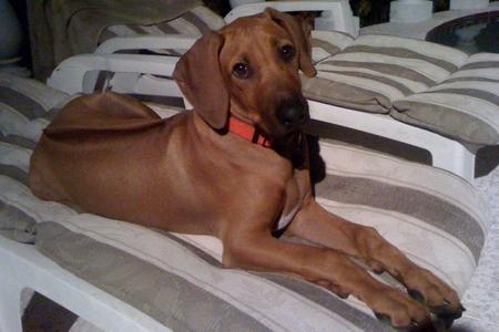 Rhodesian Ridgeback Puppy - Kiano