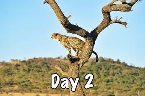 taasa africa tanzania safari wild animals