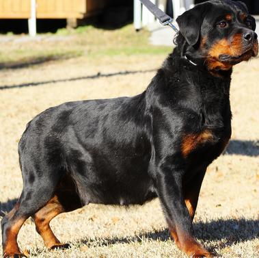 Von Philhaus Rottweilers - Rottweiler Puppies For Sale in Nc ...