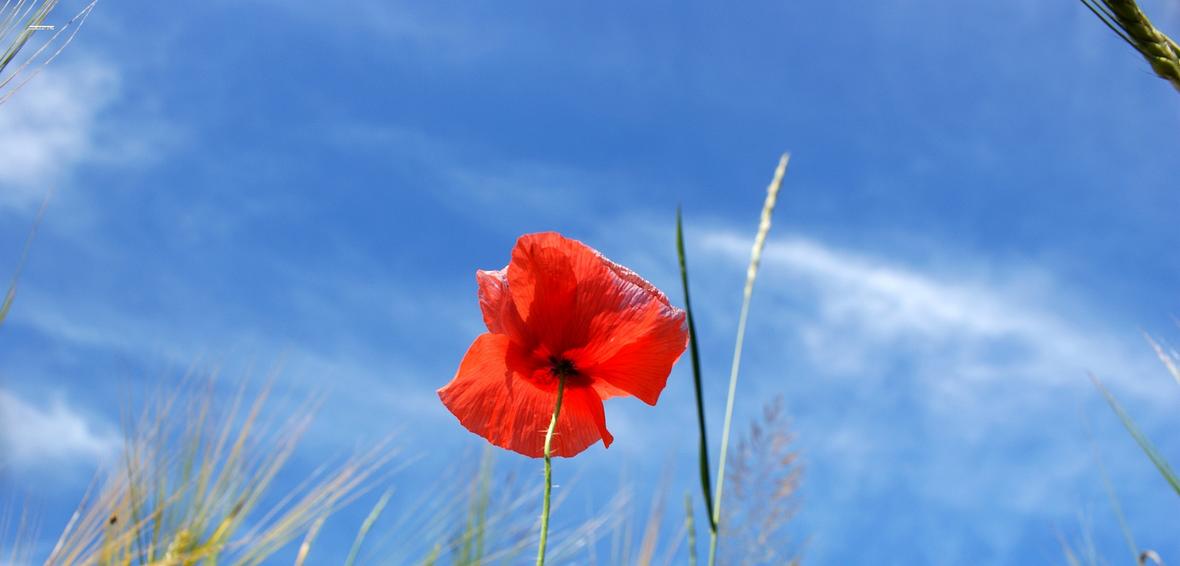 Elkhart Housing Authority Rental Assistance, Suitable Housing, Rental