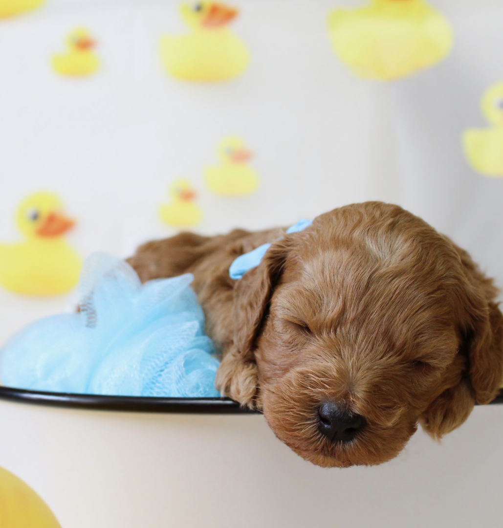 Goldendoodle Puppies for Sale Massachusetts - American Goldendoodle