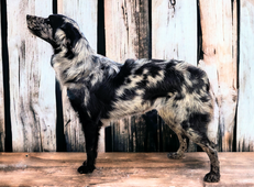 Australian shepherd for sale