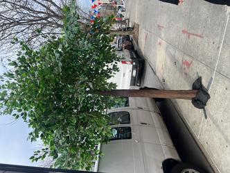 #bluecherryblossomtreesforrent #bluetrees #bluecherryblossom