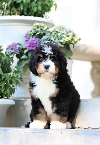 Trainedpuppy