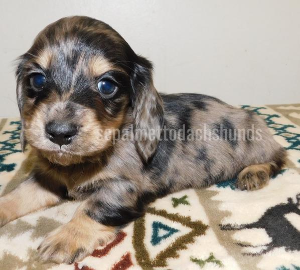 SC Miniature Dachshund Puppies