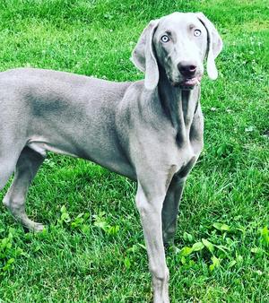 Weim Puppies