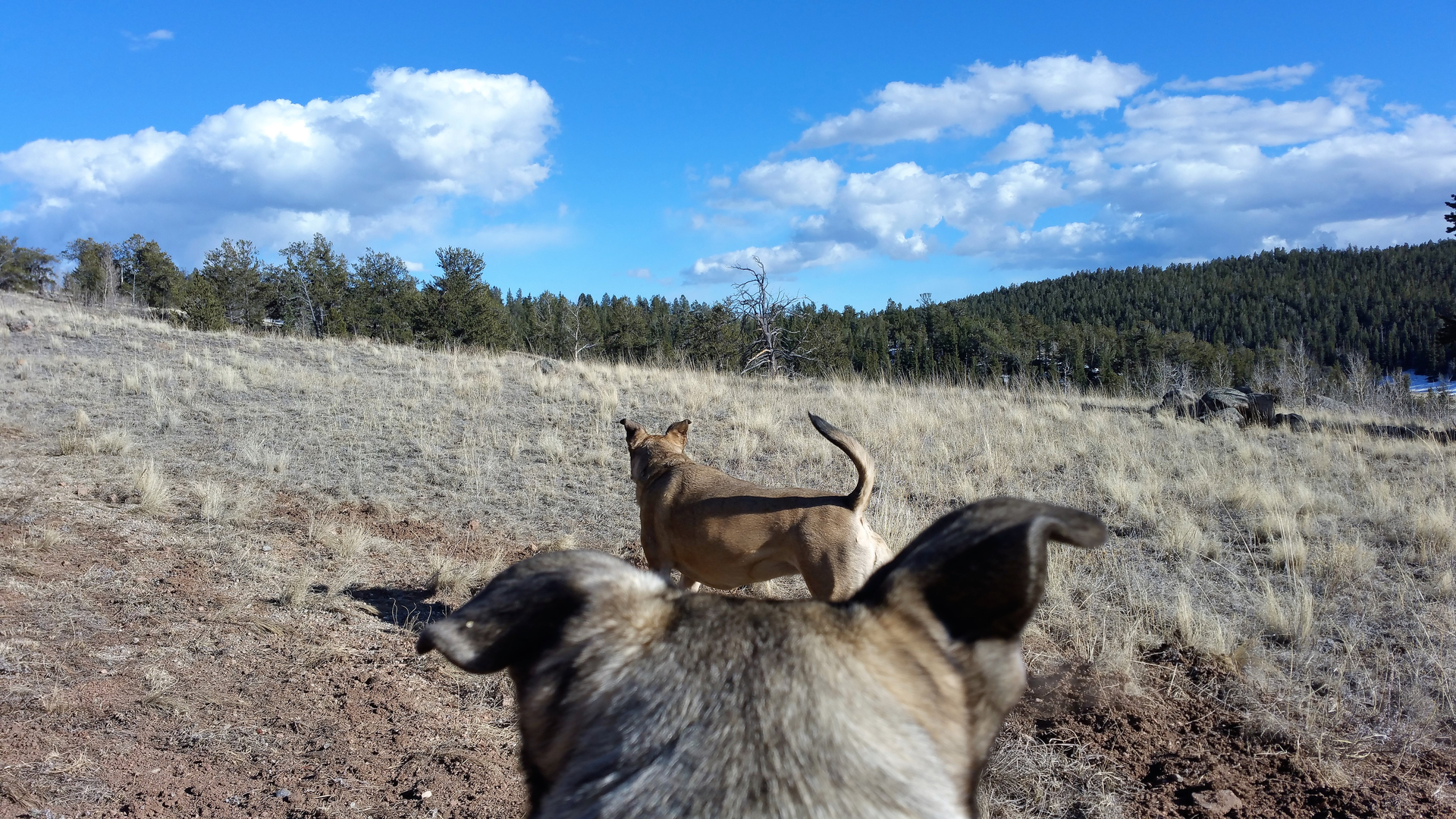 Bed n biscuit ranch hotsell