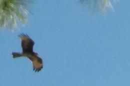 Airborne hawk