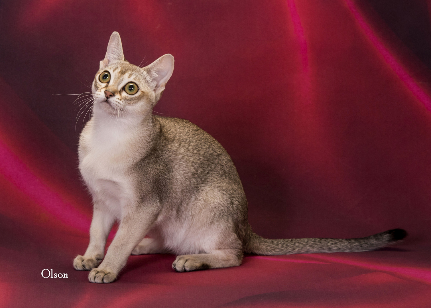 Singapura kittens for hot sale sale near me