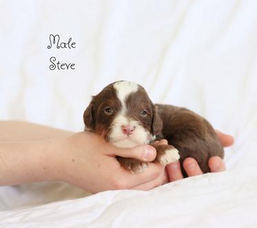 Trained dog for sale