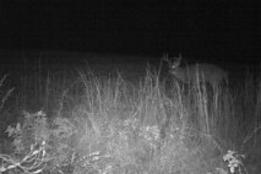 trail cam photos