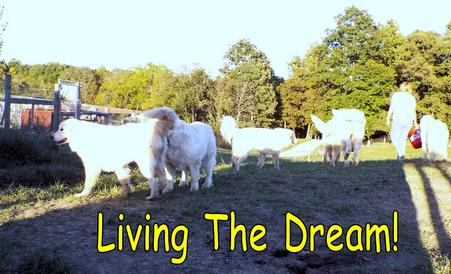 Great Pyrenees puppies ~ Wells' Providence AKC Registered Livestock Guardian Dogs and puppies
