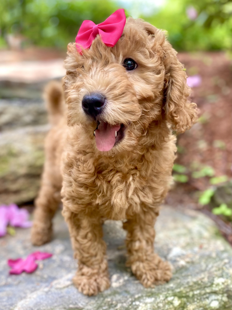 Goldendoodle hot sale puppies breeders