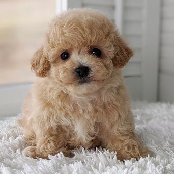 bichon poodle puppy