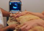 Echocardiography cat