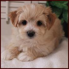 maltipoochon maltipoo puppies for sale