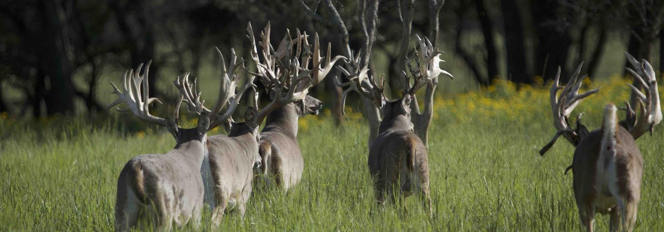 Texas Whitetail Deer Hunts