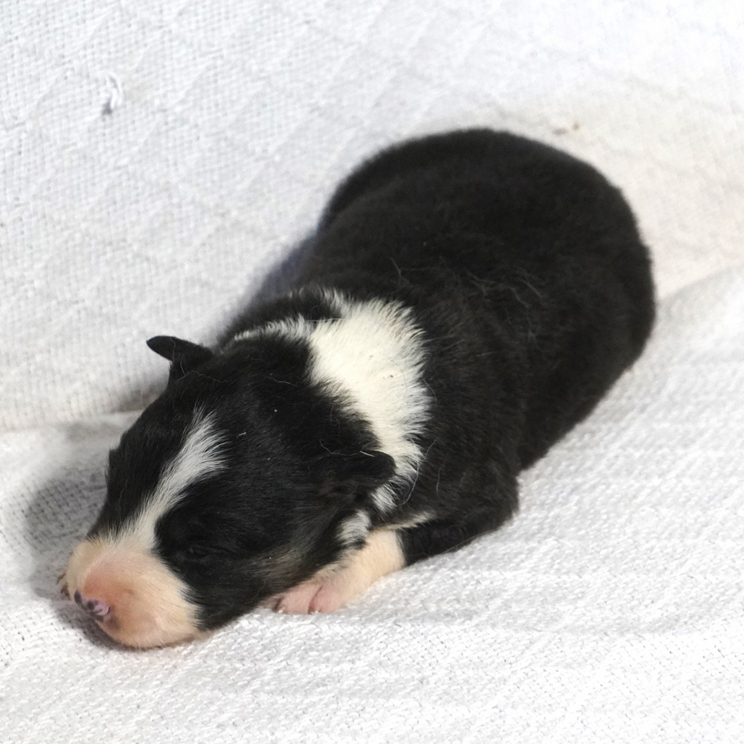 Nightshades border sale collies