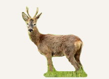 Hunting Roe Deer France