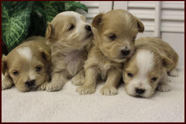 apricot maltipoo puppies for sale