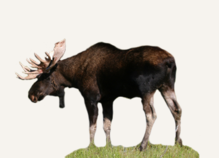 Hunting Moose NW Territories