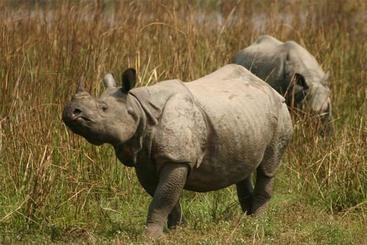Kaziranga Tour Packages From Kolkata and Guwahati