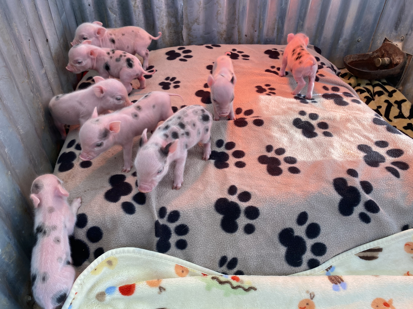 Miniature pig for sale 2024 near me