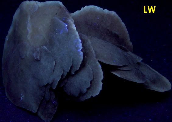 fluorescent SELENITE GYPSUM – Laguna Guzman (Lago Guzman), Rancho Salias Terrazas, Mun. de Villa Ahumada, Chihuahua, Mexico