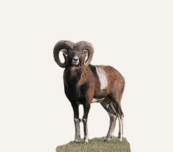 Hunting Mouflon France