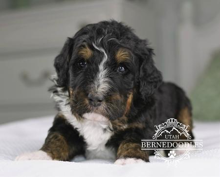 Tricolor-Mini-Bernedoodle