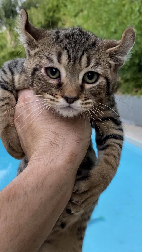 Bobcat Hybrid Kittens