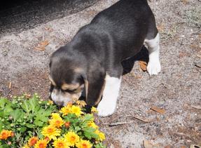 Beagle Breeder Jacksonville Florida