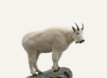 B&C World's Record - Rocky Mountain Goat