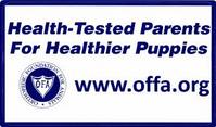 Health Tested Great Pyrenees from a reputable breeder