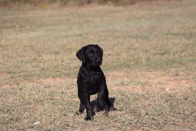 Started labrador hot sale retriever for sale